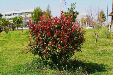 Yunanistan 'ın Attica kentindeki bir parkta kırmızı ve yeşil yapraklı bir fotinia fraseri kırmızısı Robin çalısı