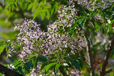 Chinaberry, ya da Melia Azedarach ağacı, ilkbaharda yapraklar ve çiçekler