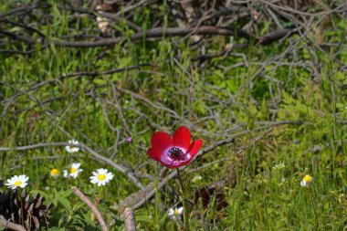Attica, Yunanistan 'da vahşi bir Anemone koronarya çiçeği