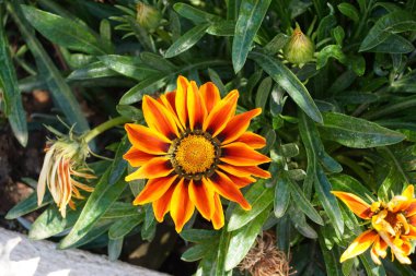 Yunanistan 'da sarı ve kırmızı gazanya çiçekleri