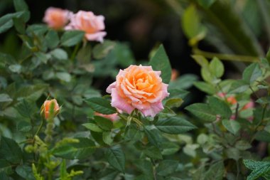 Güzel bir portakal gülü, ya da Rosa.