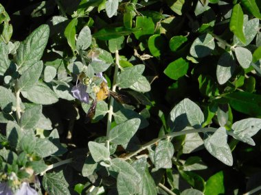 Yunanistan 'ın Attica kentinde sarı bir marangoz arısı ya da teucrium çiçekleri üzerinde Xylocopa