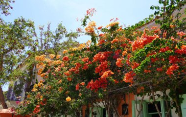 Blooming bougainvillea plants with yellow and orange flowers, in Kefalonia, Greece
