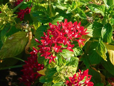 Mısır yıldız kümesi, veya Pentas lanceolata, kırmızı çiçekler