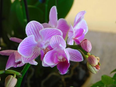 Dekorasyon için kullanılan pembe orkideler