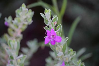 Texas adaçayı, ya da Löcophyllum frutescens çiçekleri, Attica, Yunanistan 'da bir bahçede