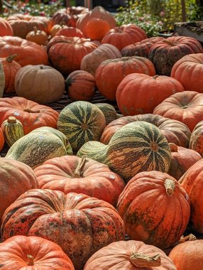 Sonbaharda çiftlikte satılık balkabakları.