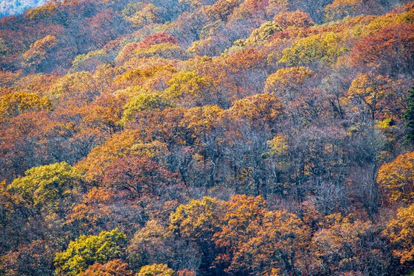 Blue Ridge Mountains Autumn North Carolina — Stock Photo, Image