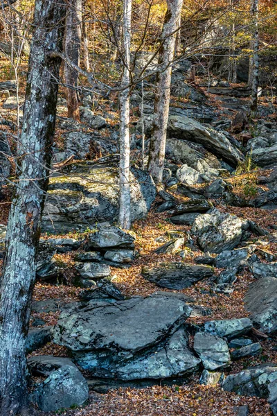 Sonbahar Ormanı Blue Ridge Yolundaki Dağlarda — Stok fotoğraf