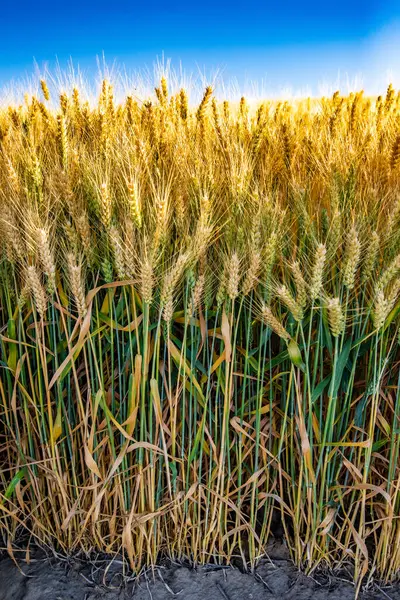 Goldenes Weizenfeld Und Blauer Himmel — Stockfoto