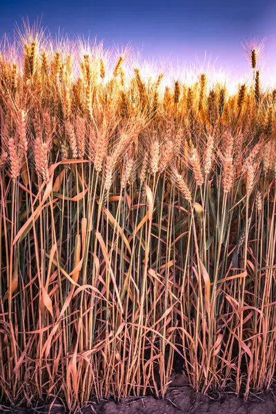 Золотое Пшеничное Поле Голубое Небо — стоковое фото