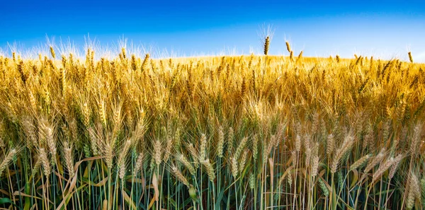 Золотое Пшеничное Поле Голубое Небо — стоковое фото