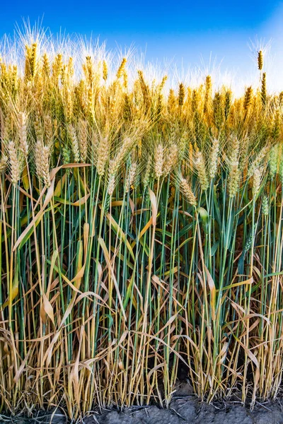 Goldenes Weizenfeld Und Blauer Himmel — Stockfoto