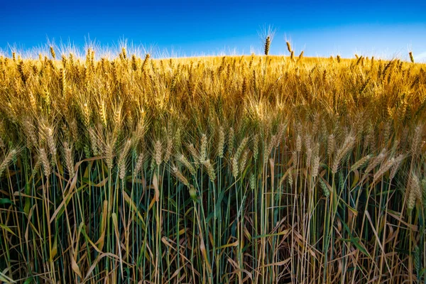 Gold Wheat Field Blue Sky — Stock Photo, Image