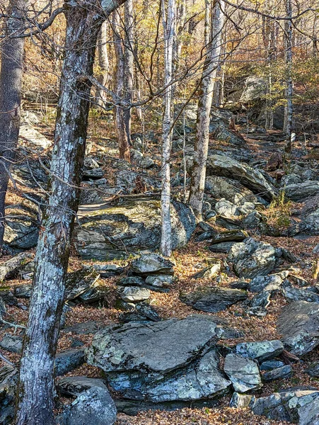 Φθινοπωρινό Δάσος Στα Βουνά Μπλε Κορυφογραμμή Parkway — Φωτογραφία Αρχείου