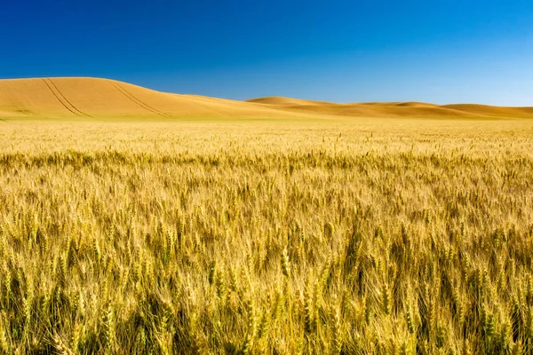 Пшеничные Поля Прекрасного Золота Готовы Сбору Урожая Америке — стоковое фото