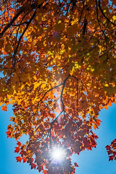 Őszi Park Őszi Fák Levelek Őszi — Stock Fotó