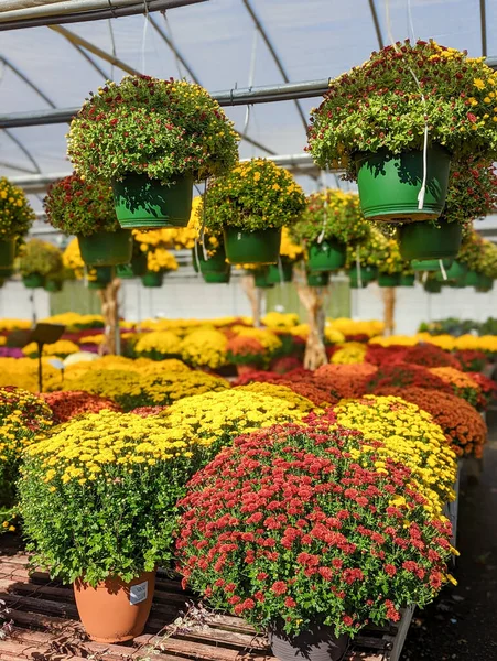 Цветы Красочных Мам Фарле Осенью Продажу — стоковое фото
