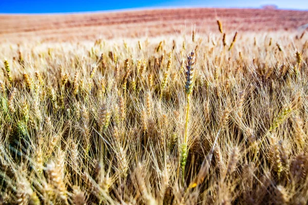 Altın Buğday Tarlası Mavi Gökyüzü — Stok fotoğraf