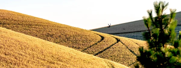 stock image landscape scenes in palouse washington