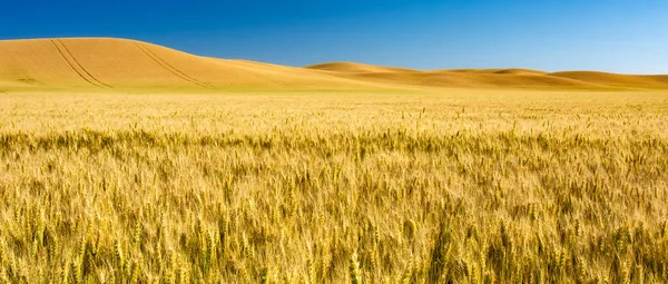 美丽的黄金麦田准备在美国收割 — 图库照片
