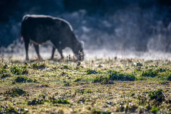 Морозний Рано Вранці Коровами Фермі — стокове фото
