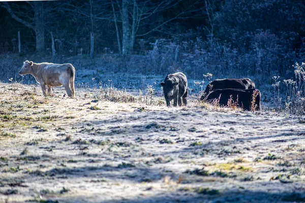 Frosty Early Morning Cows Farm — Stock Photo, Image