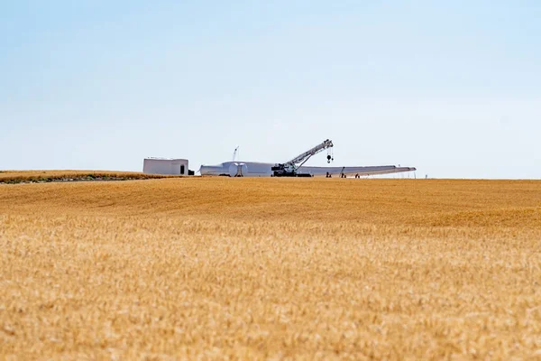 Збирання Врожаю Полях Пшениці Вашингтона Влітку — стокове фото