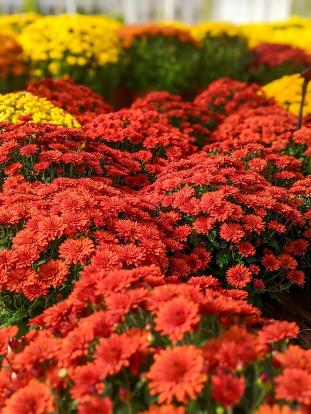 Kolorowe Mamusie Kwiaty Farl Jesienią Sprzedaż — Zdjęcie stockowe