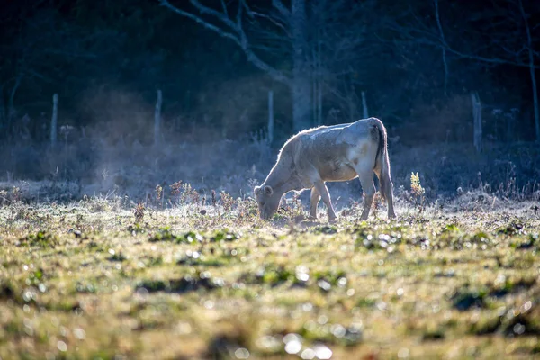 Frostiger Früher Morgen Mit Kühen Auf Einem Bauernhof — Stockfoto
