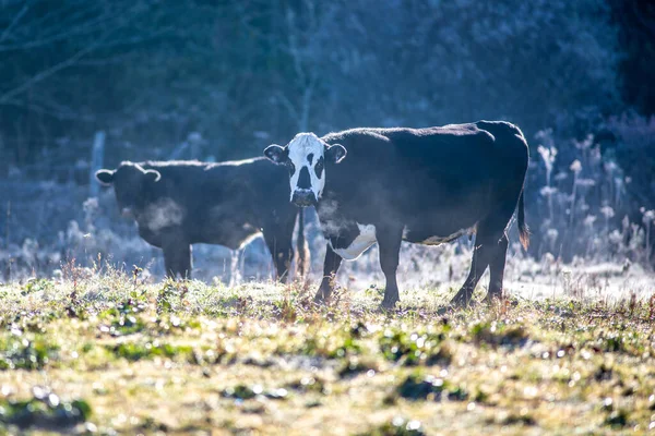 Frosty Early Morning Cows Farm — Stock Photo, Image