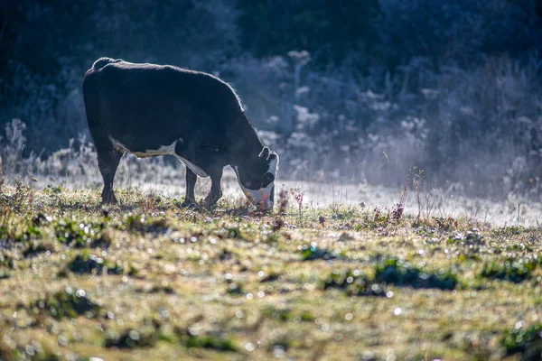Frostiger Früher Morgen Mit Kühen Auf Einem Bauernhof — Stockfoto