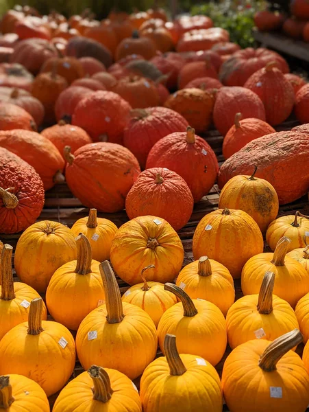 Pumpkins Sale Farm Stand Fall — Stock Photo, Image