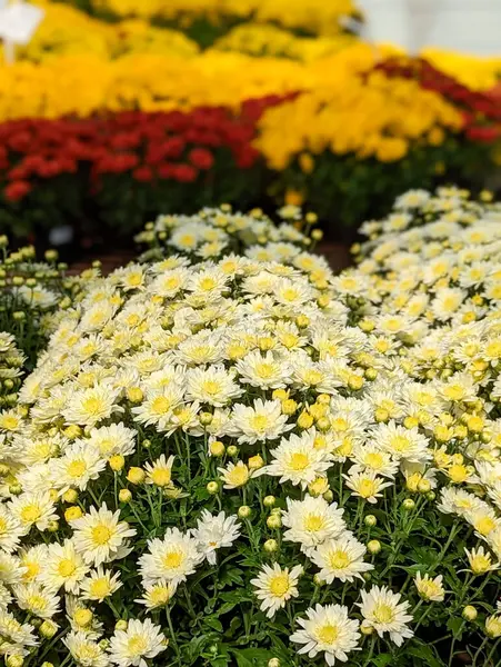 Colorful Mums Flowers Farl Fall Sale — Stock Photo, Image