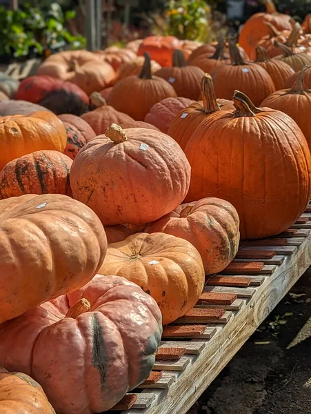 pumpkins for sale on a farm stand in fall