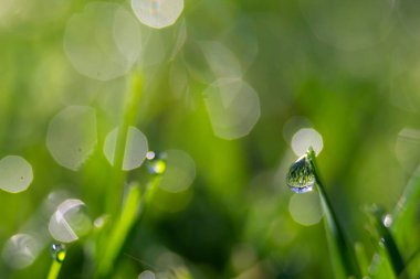 Sabahın erken saatlerinde arka bahçedeki çimlerde çiy taneleri
