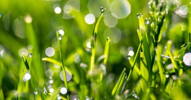 Sabahın erken saatlerinde arka bahçedeki çimlerde çiy taneleri
