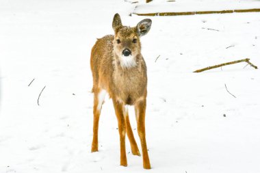 Kış mevsiminde dağlarda beyaz kuyruklu geyik