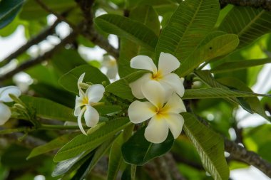 Oahu Hawaii 'deki Frangipani çiçek ağacı.