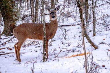 Karla kaplı ormanda beyaz kuyruklu geyik.