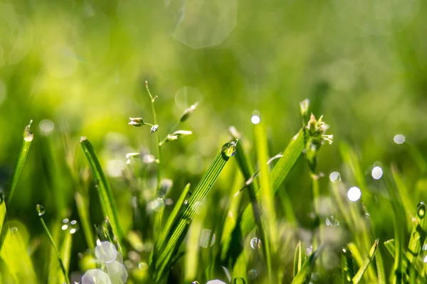 잔디밭의 — 스톡 사진