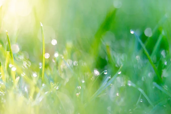 Early Morning Grass Dew Back Yard Lawn — Stock Photo, Image