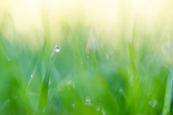 Early Morning Grass Dew Back Yard Lawn — Stock Photo, Image