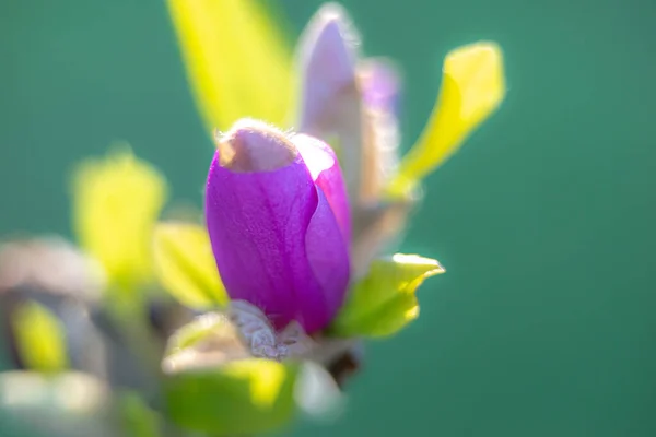 Bahçede Çiçek Açan Mor Magnezyum — Stok fotoğraf
