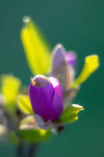 紫罗兰花在花园里盛开 — 图库照片
