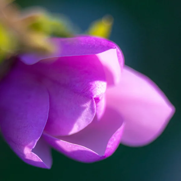 Bahçede Çiçek Açan Mor Magnezyum — Stok fotoğraf