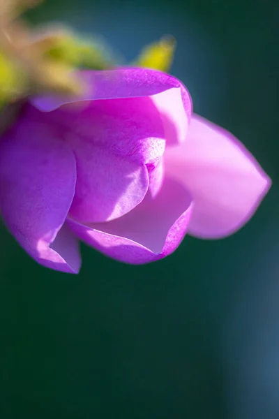 Magnloia Púrpura Plena Floración Jardín —  Fotos de Stock