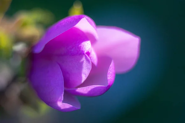 Lila Magnloie Blüht Garten — Stockfoto