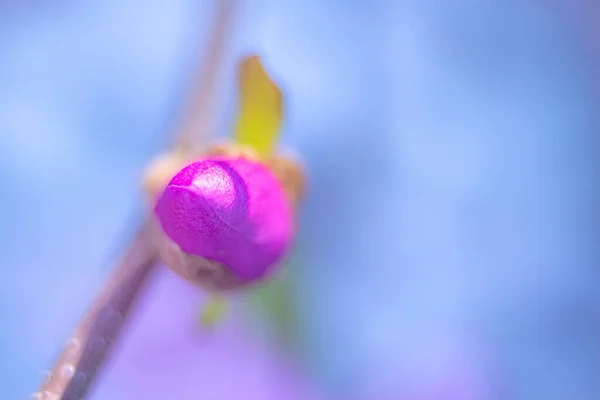 Lila Magnloie Blüht Garten — Stockfoto