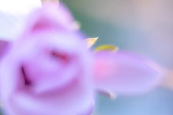 Fialová Magnloia Plném Květu Zahradě — Stock fotografie